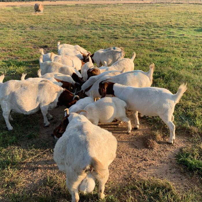 Boer goats for sale