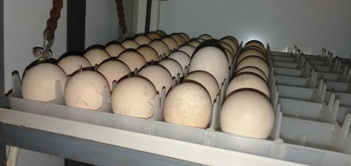 Jumbo Guinea fowl eggs for sale