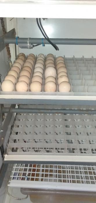 Jumbo Guinea fowl eggs for sale