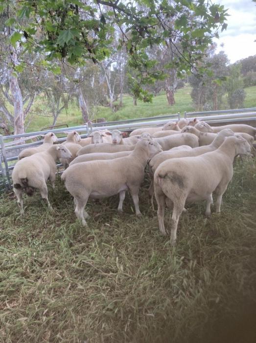  White Suffolk Rams for sale