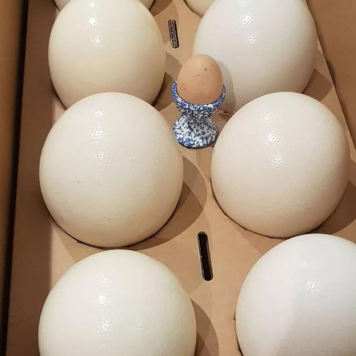 Ostrich eating eggs for sale