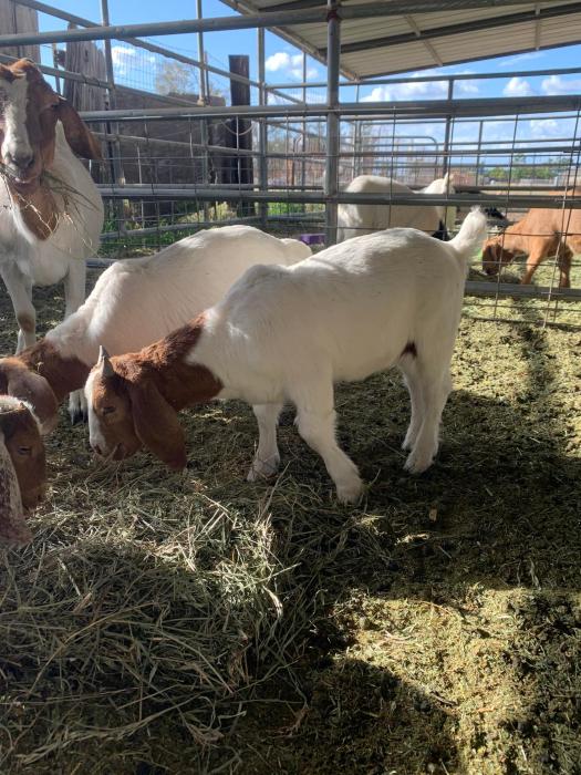  two purebred Boer kids available