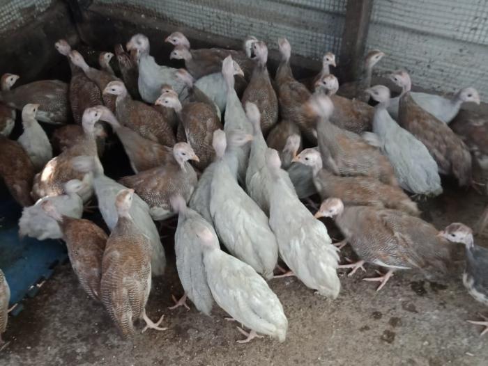  Guinea Fowl Keets various ages for sale