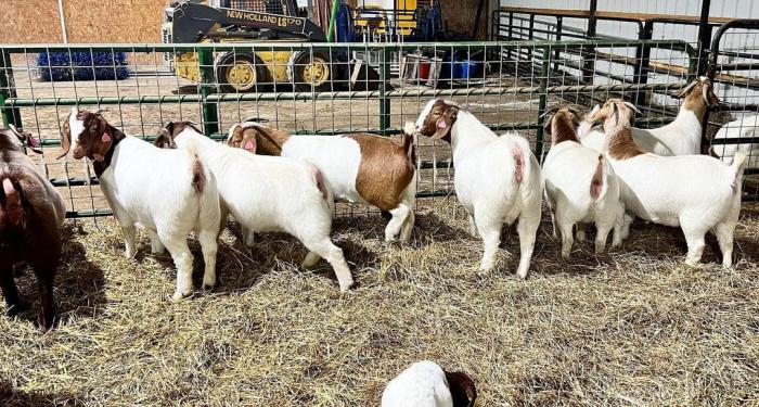 Bucks & Does Boer goats for sale