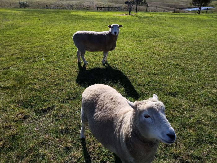 2 ewes for sale Perendale x Wiltshire $100 each