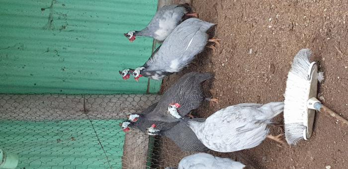 8 Adult male guinea fowl, no hens so quieter. $160 