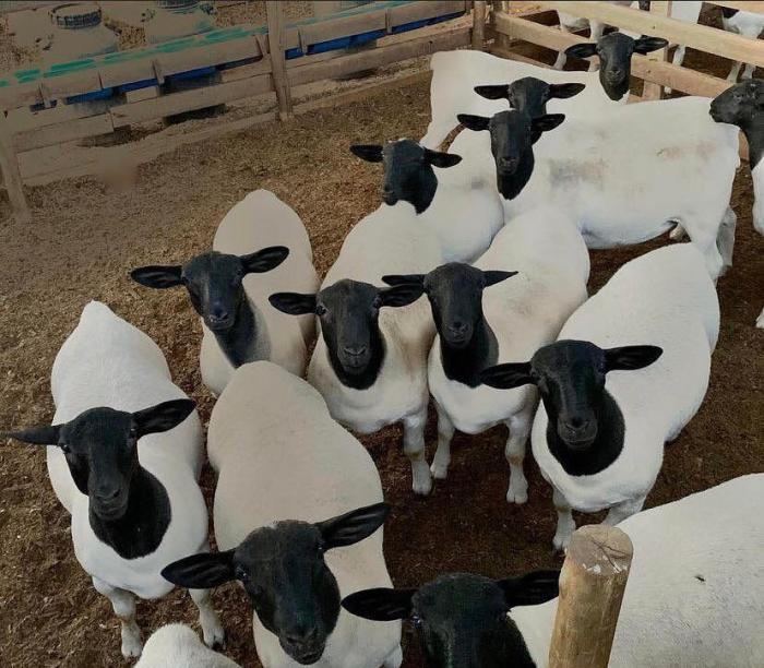 Merino Sheep & cheap goats for sale