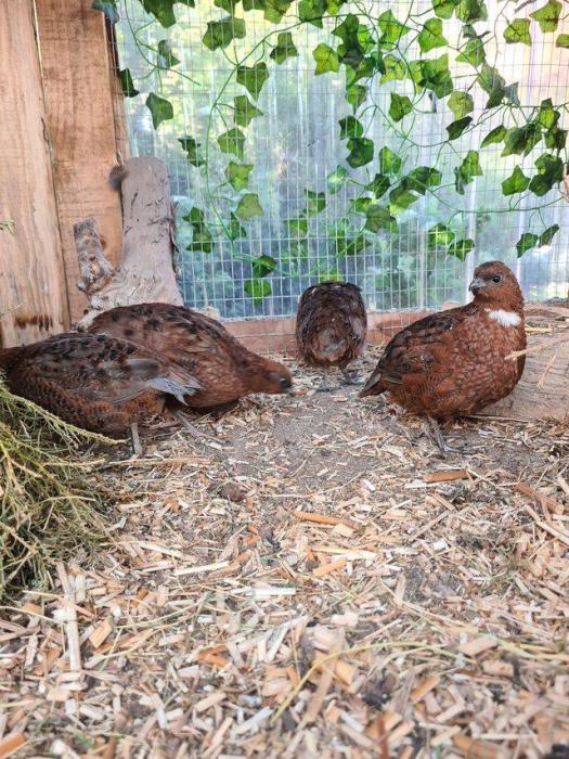  12 Red Tennessee quail and for sale hatching eggs