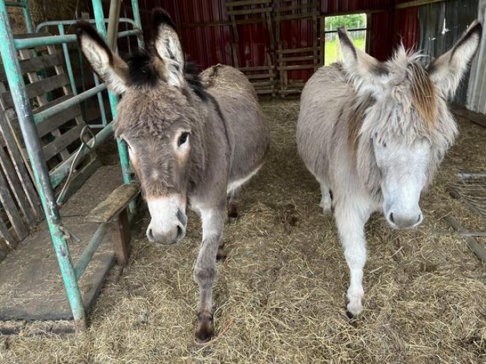  Pair of donkeys, 1 grey Jenny and 1 brown gelding