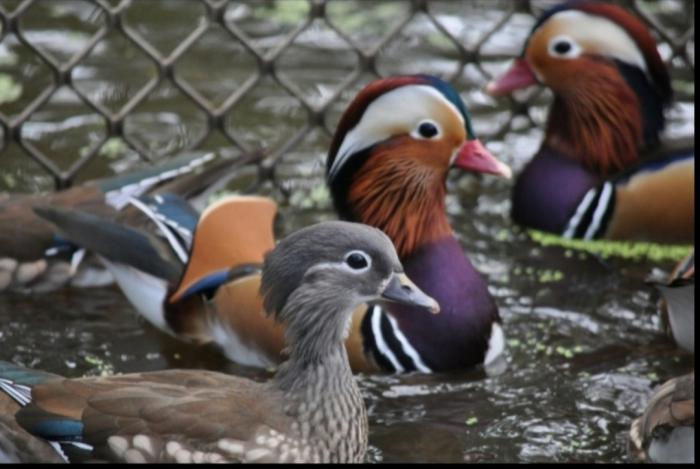  Mandarin Ducks 