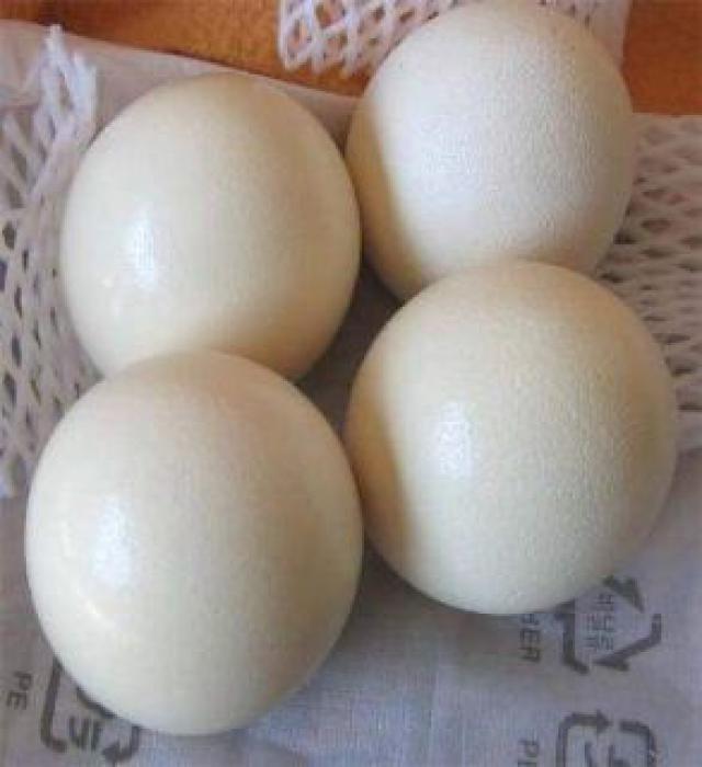 Fertile Ostrich eggs for sale