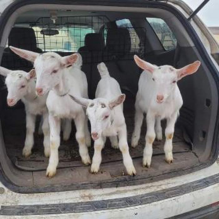boer goats and Saanen goats for sale