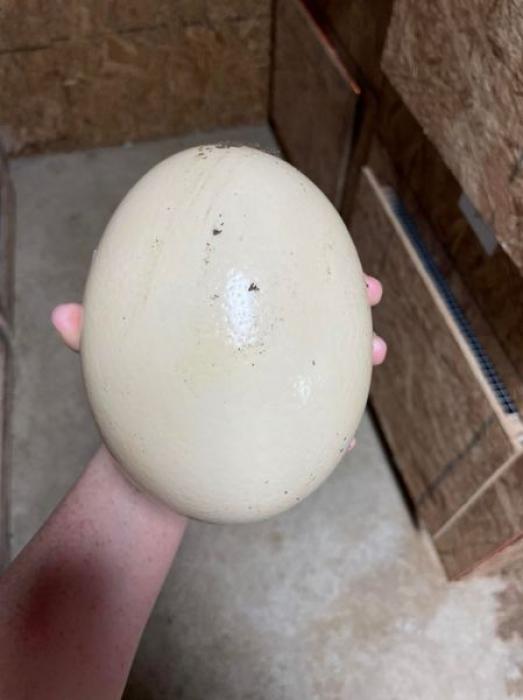 Buy Edible Ostrich Egg | Fertile Ostrich Egg