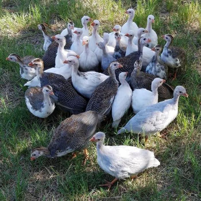 19 Guinea fowl mixed co-lours