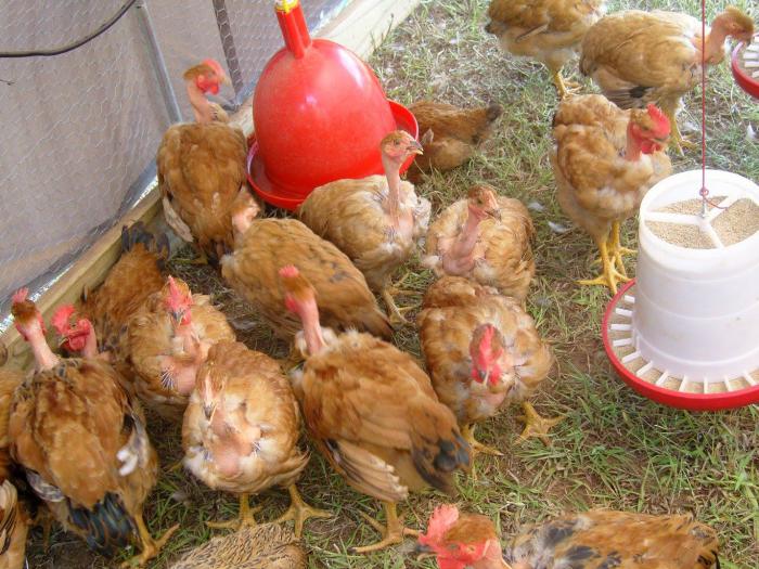 Pure breed chickens,fresh eggs fertile eggs for sale