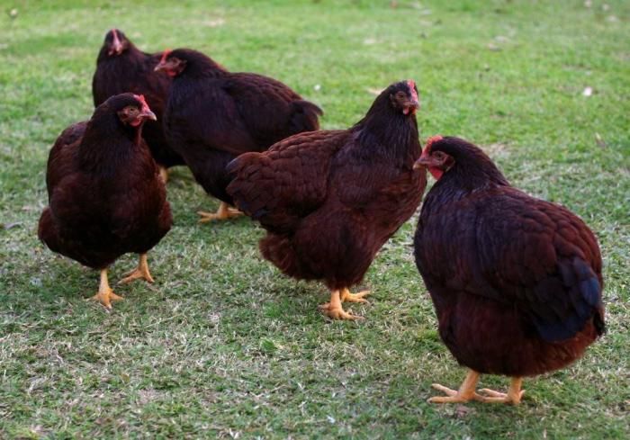Rhode Island Red chickens and eggs for sale
