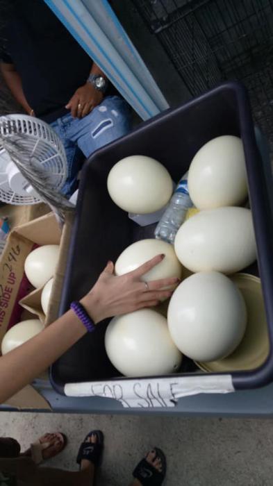 Ostrich eggs and fowl for sale.
