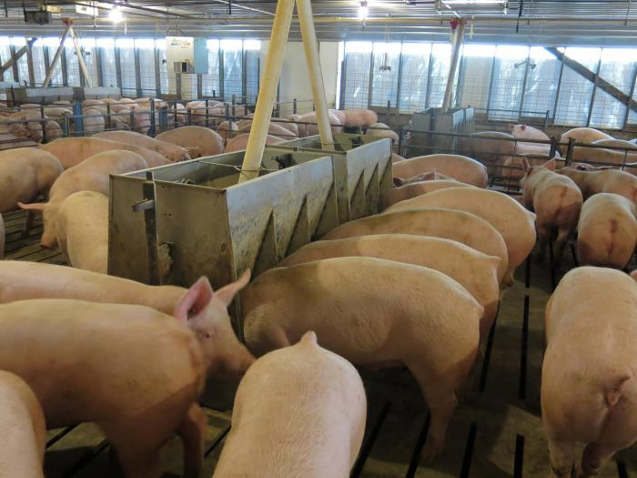 Mature bore pigs & piglets Berkshire York Shire for sale