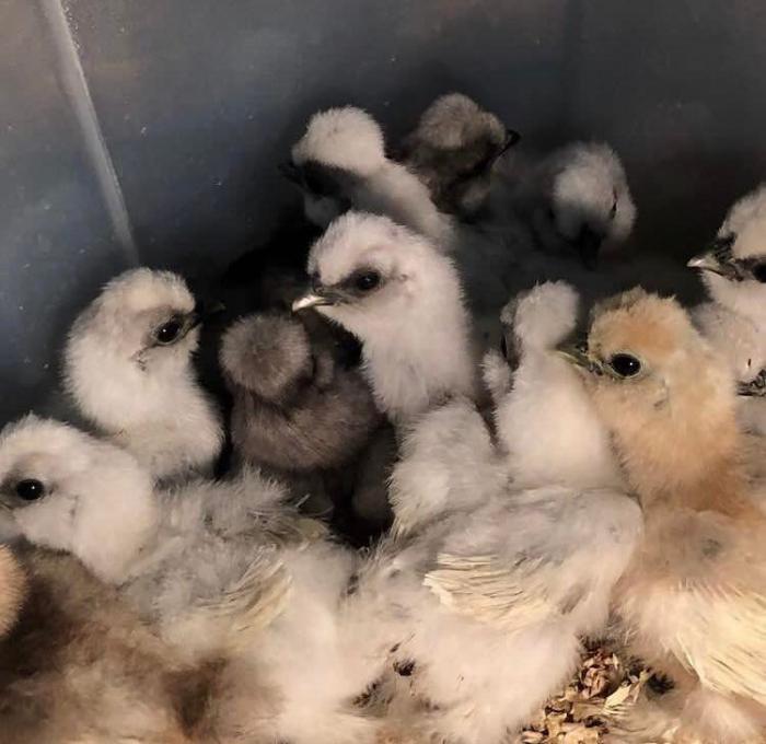 silkie chicks for sale