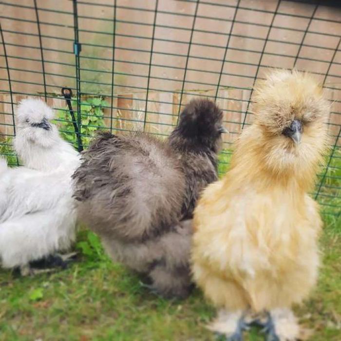 8 Weeks old fluffy silkie chickens.