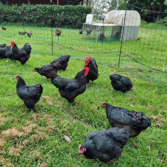 Australorp roosters and hens with chicks for sale