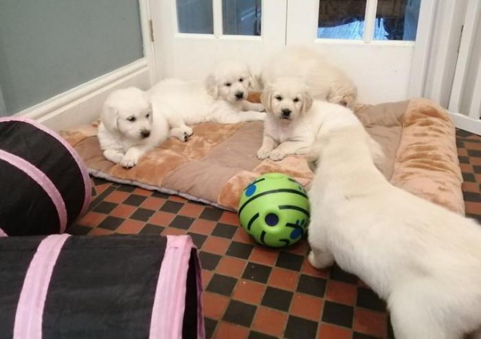 Golden Retriever trained puppies for sale.