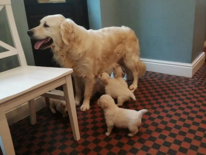 Golden Retriever trained puppies for sale.