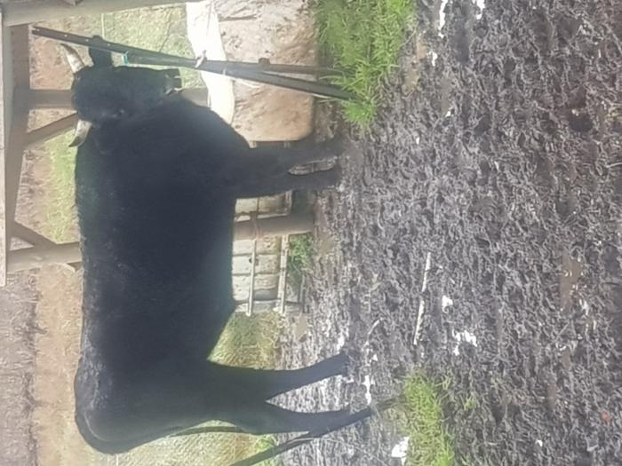 2 x bulls 2 years and 2 months old 1 nutted
