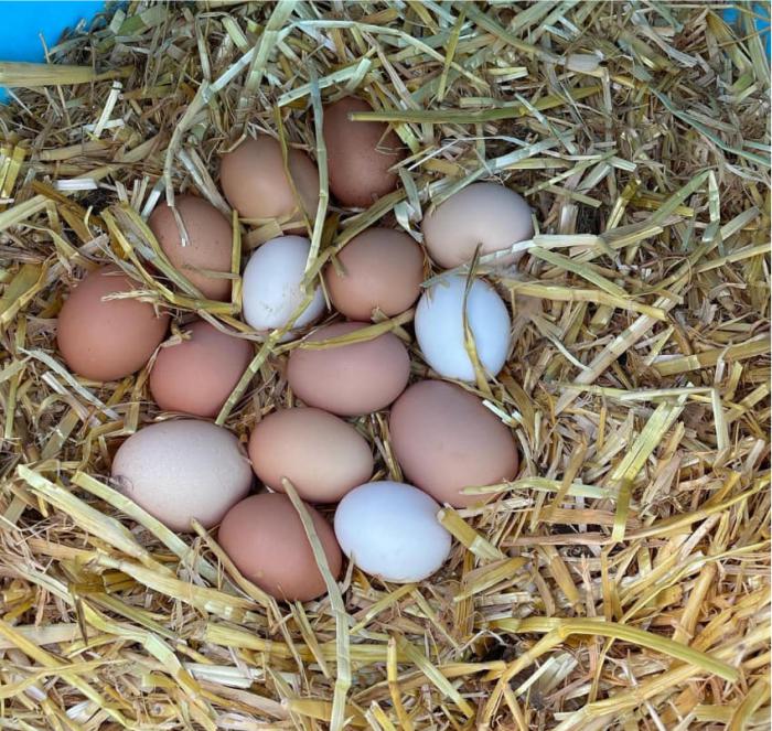 bantam-eggs-available-for-sale-farmstock