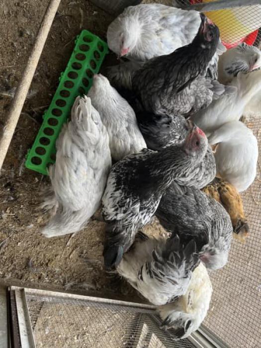 10 BRAHMA ROOSTERS also selling hens