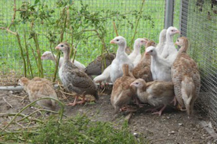 Guinea fowl keets for sale