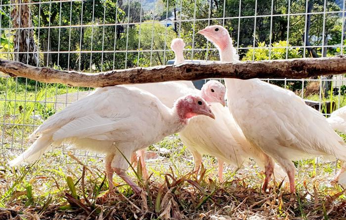 White Turkeys for sale