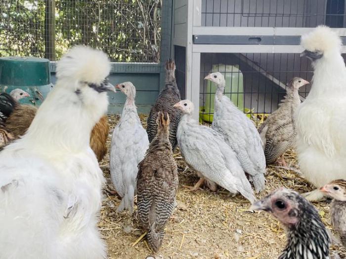 8 Guinea fowl keets for sale