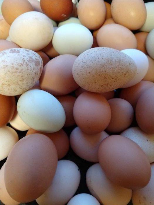  Fresh daily range eggs for Sale.