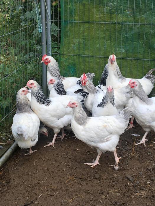 Top quality Large fowl Sussex Pullets