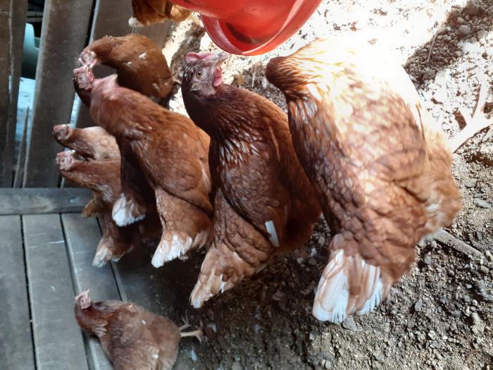 Laying Pullets 16-18 Weeks Old