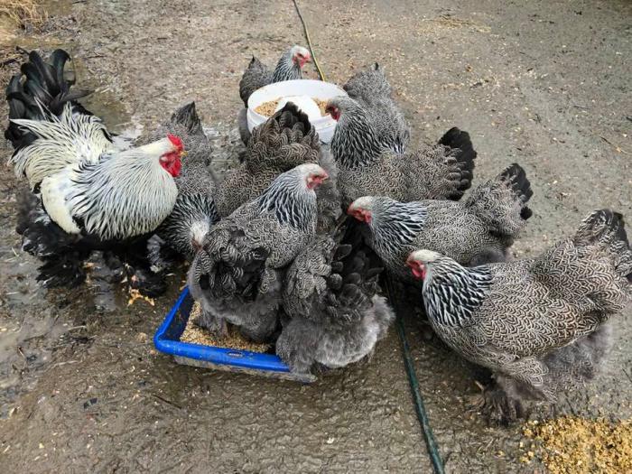 8 Dark Brahma hens $50 each and eggs for sale