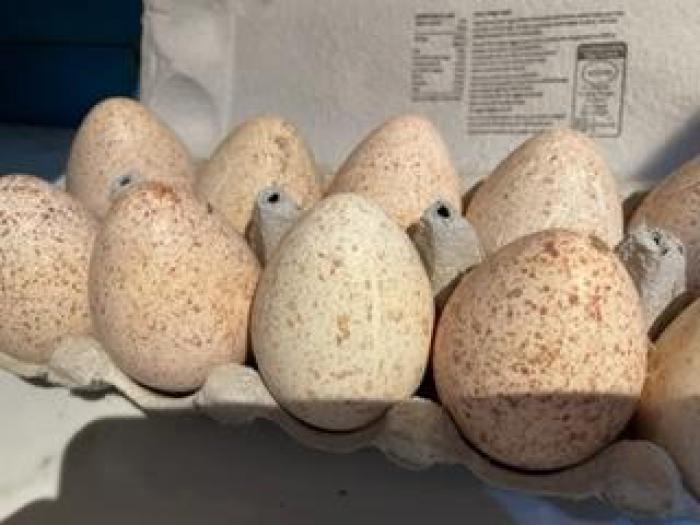 Fertile Turkey hatching eggs available