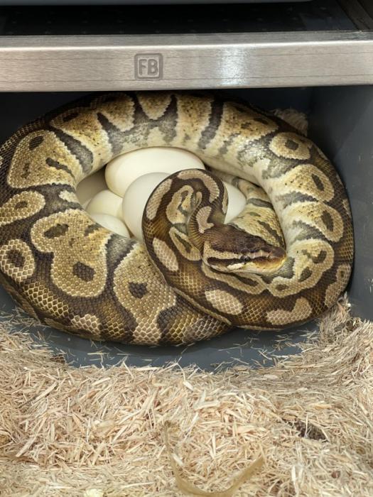 Adult female ball/royal pythons 2kg+