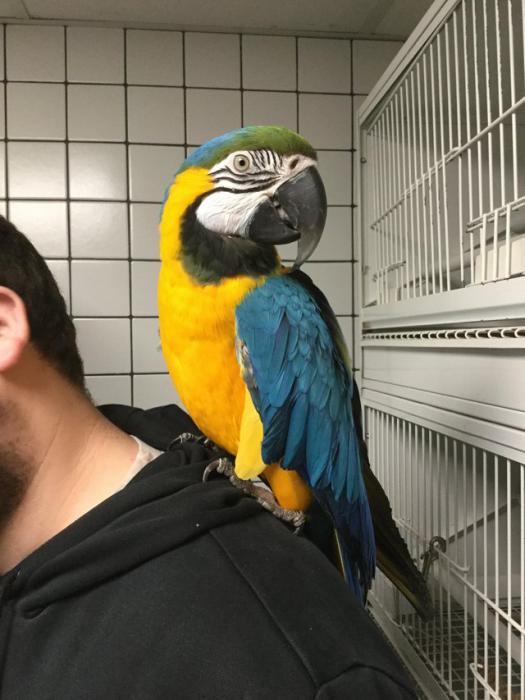 Blue and Gold Macaw for adoption $1500
