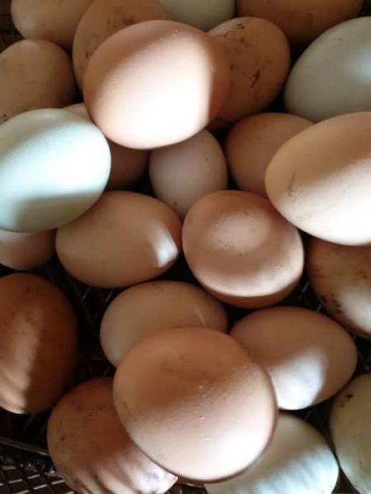 Brahma, Blue Australorp, mixed breeds selling  eggs for sale
