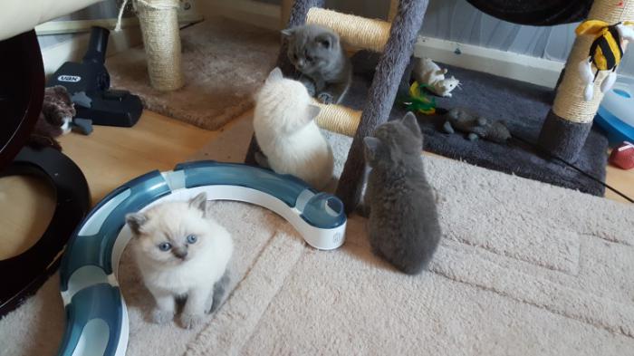 Exotic British shorthair kittens for sale