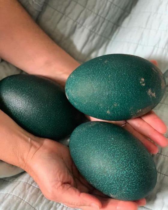  emu eggs edible/fertile eggs for sale $100