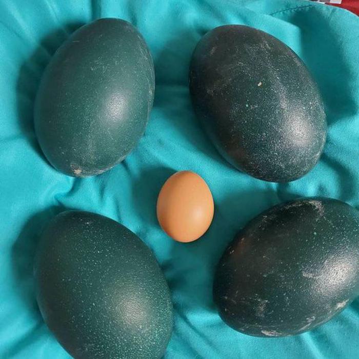 Emu eggs edible/fertile eggs for sale $100